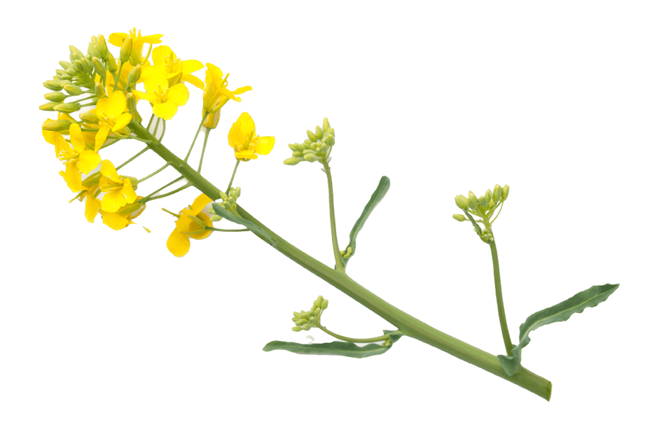 Rapeseed Oil